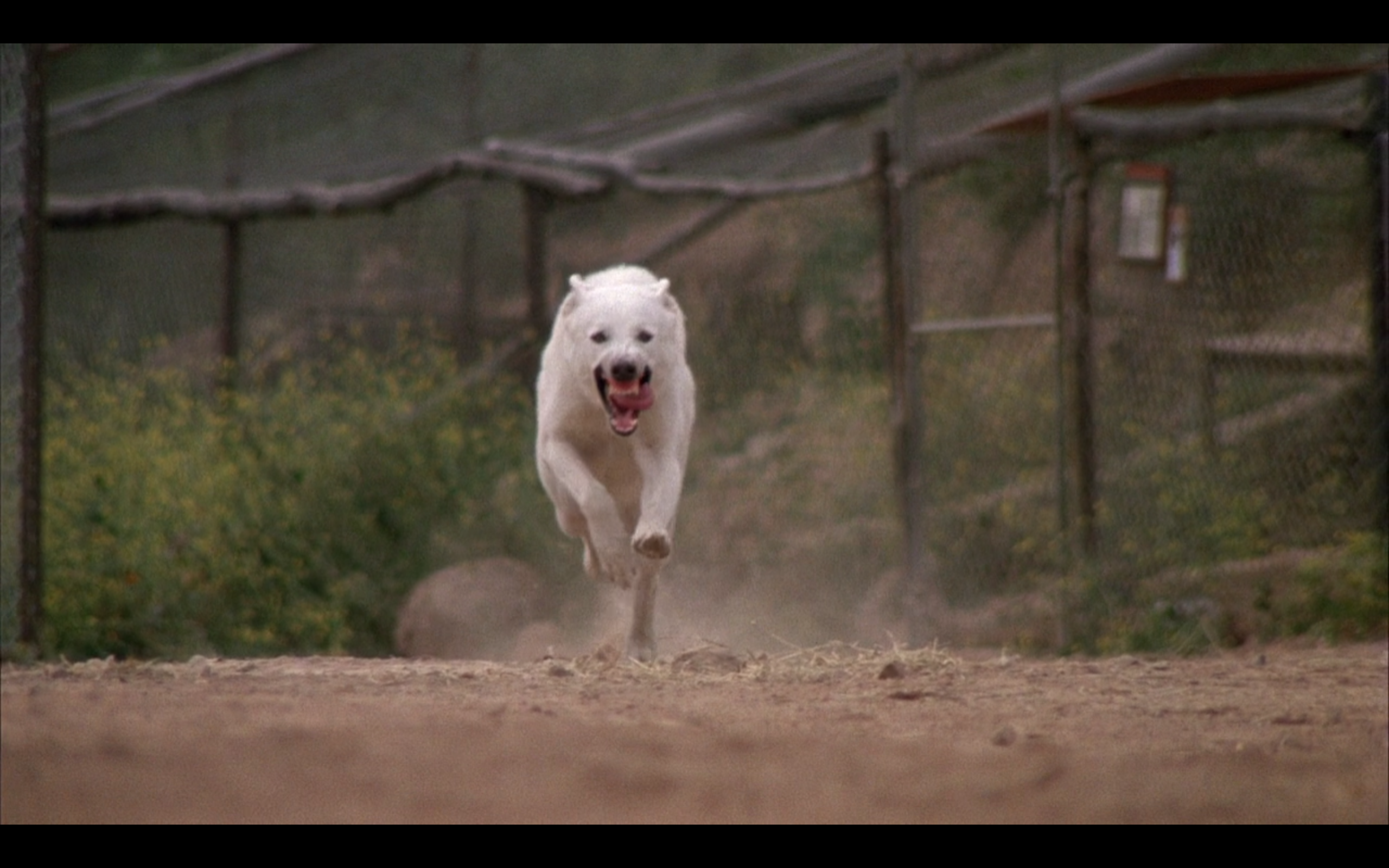 白狗剧照的剧照