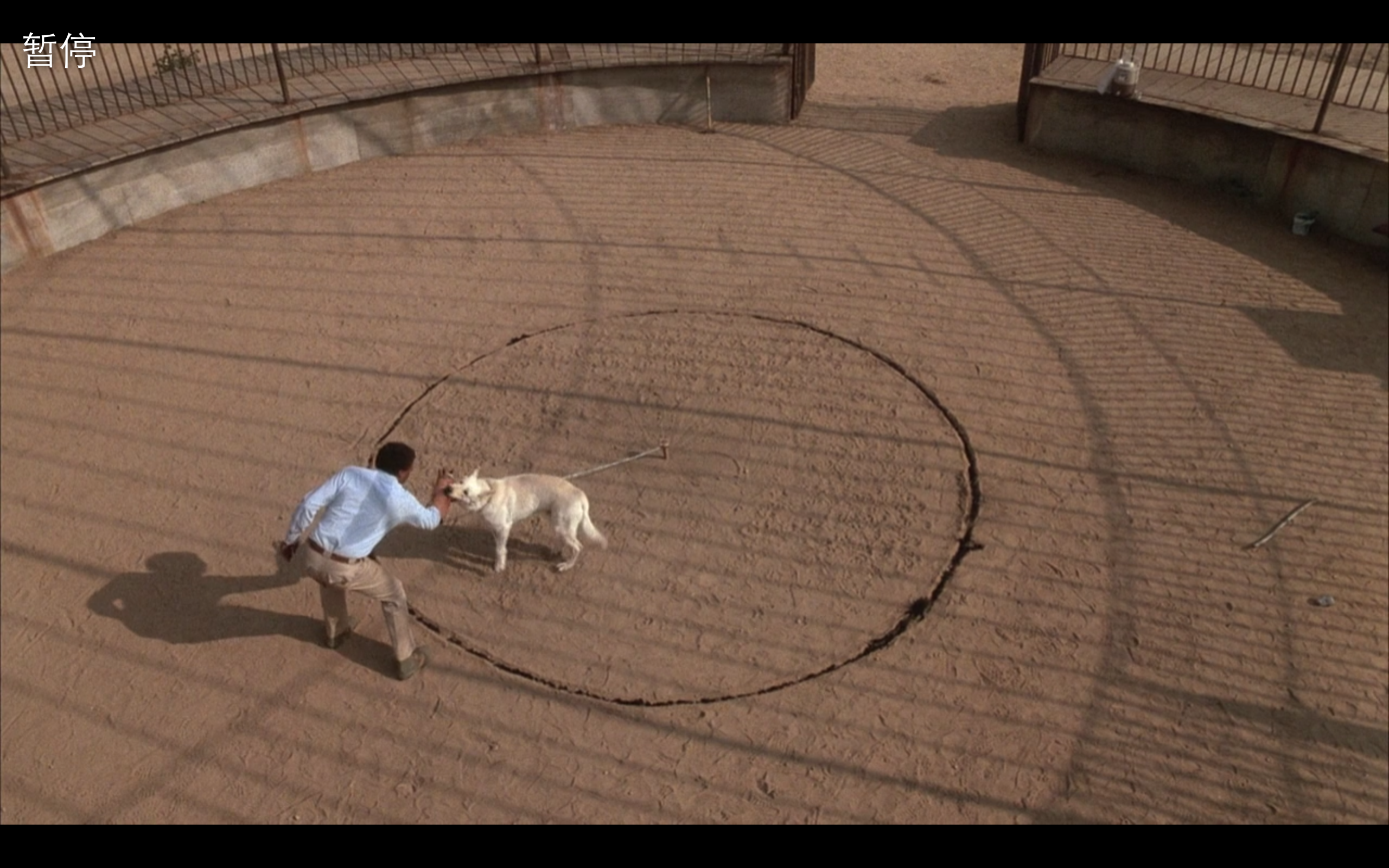 白狗剧照的剧照