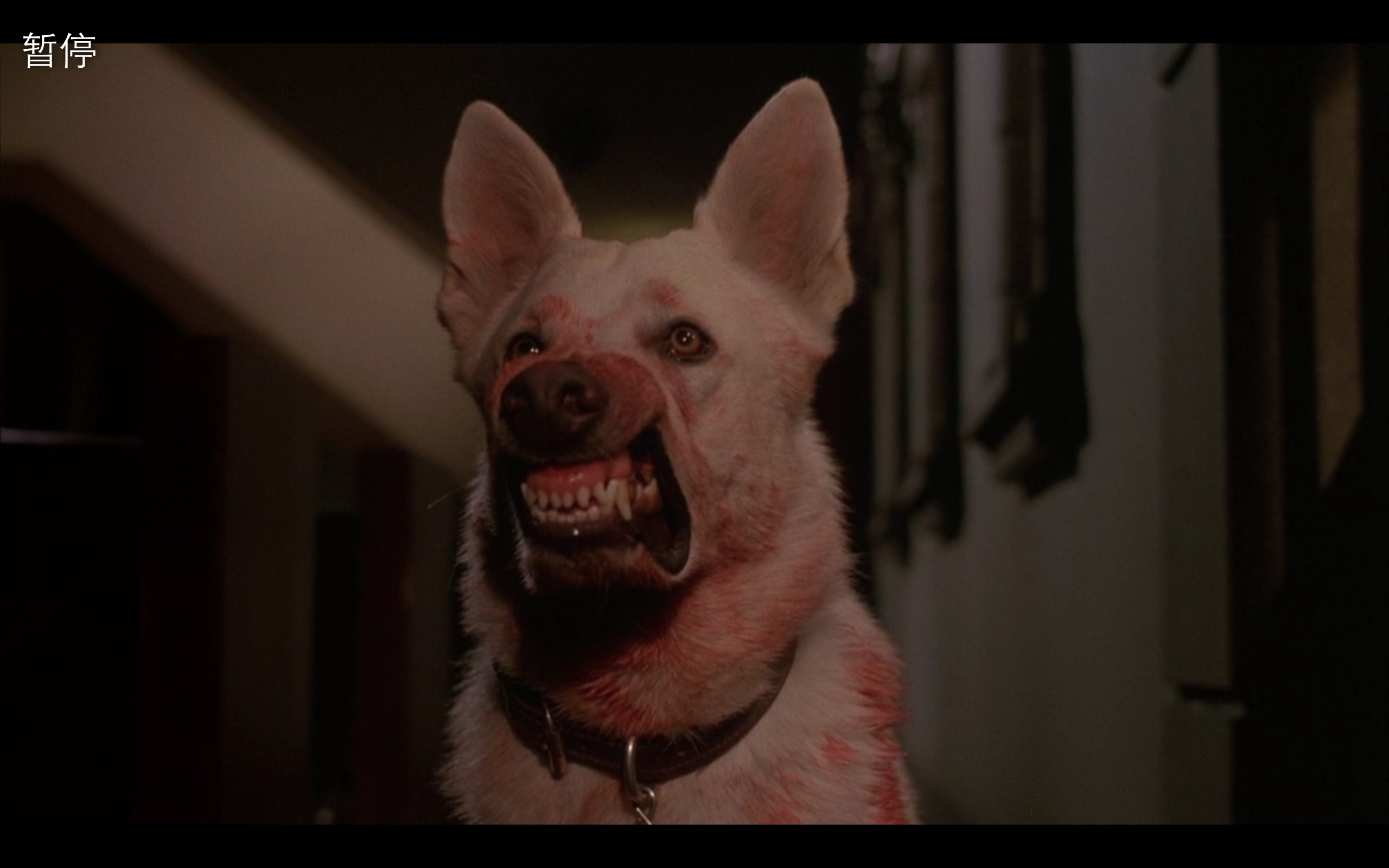 白狗剧照的剧照