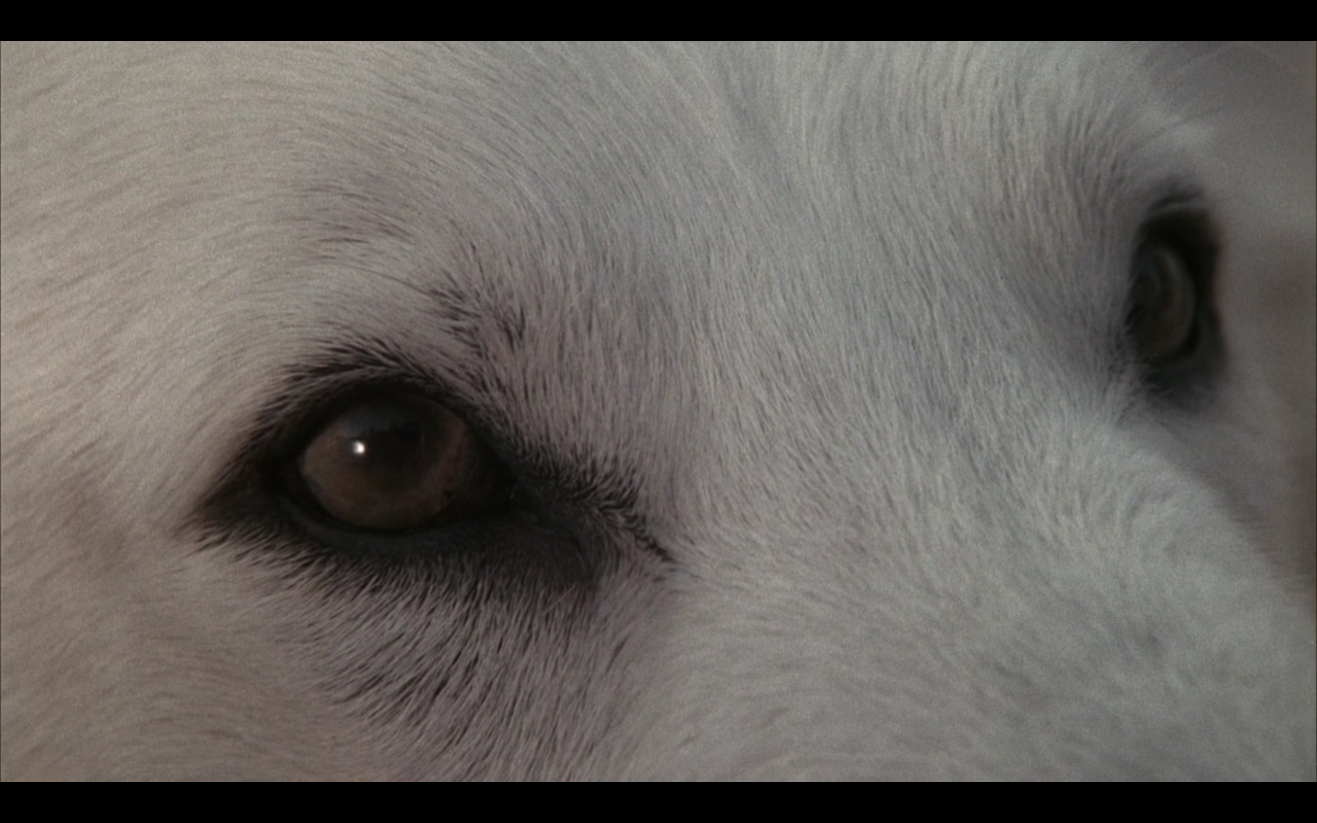 白狗剧照的剧照