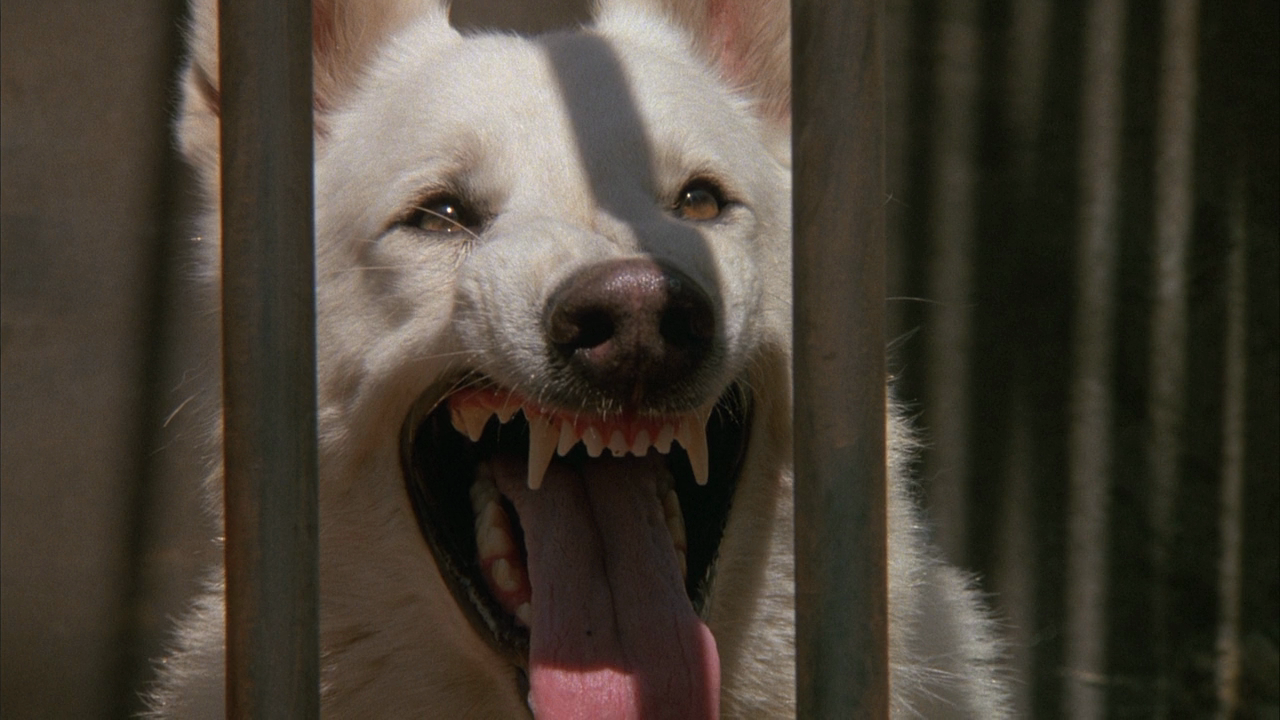 白狗剧照的剧照