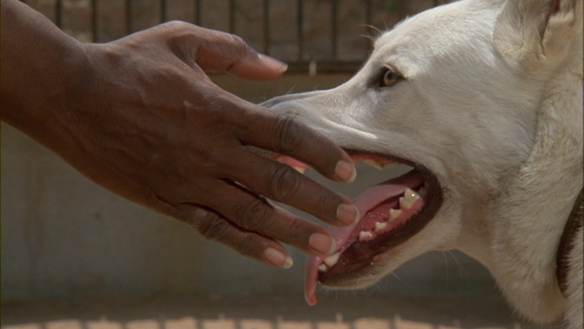 白狗剧照的剧照