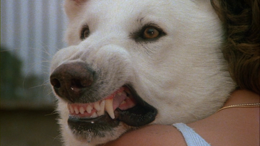 白狗剧照的剧照