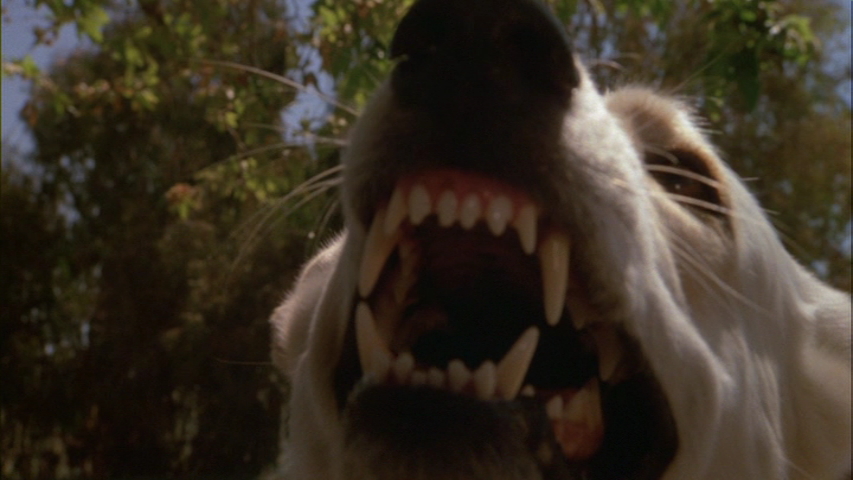 白狗剧照的剧照