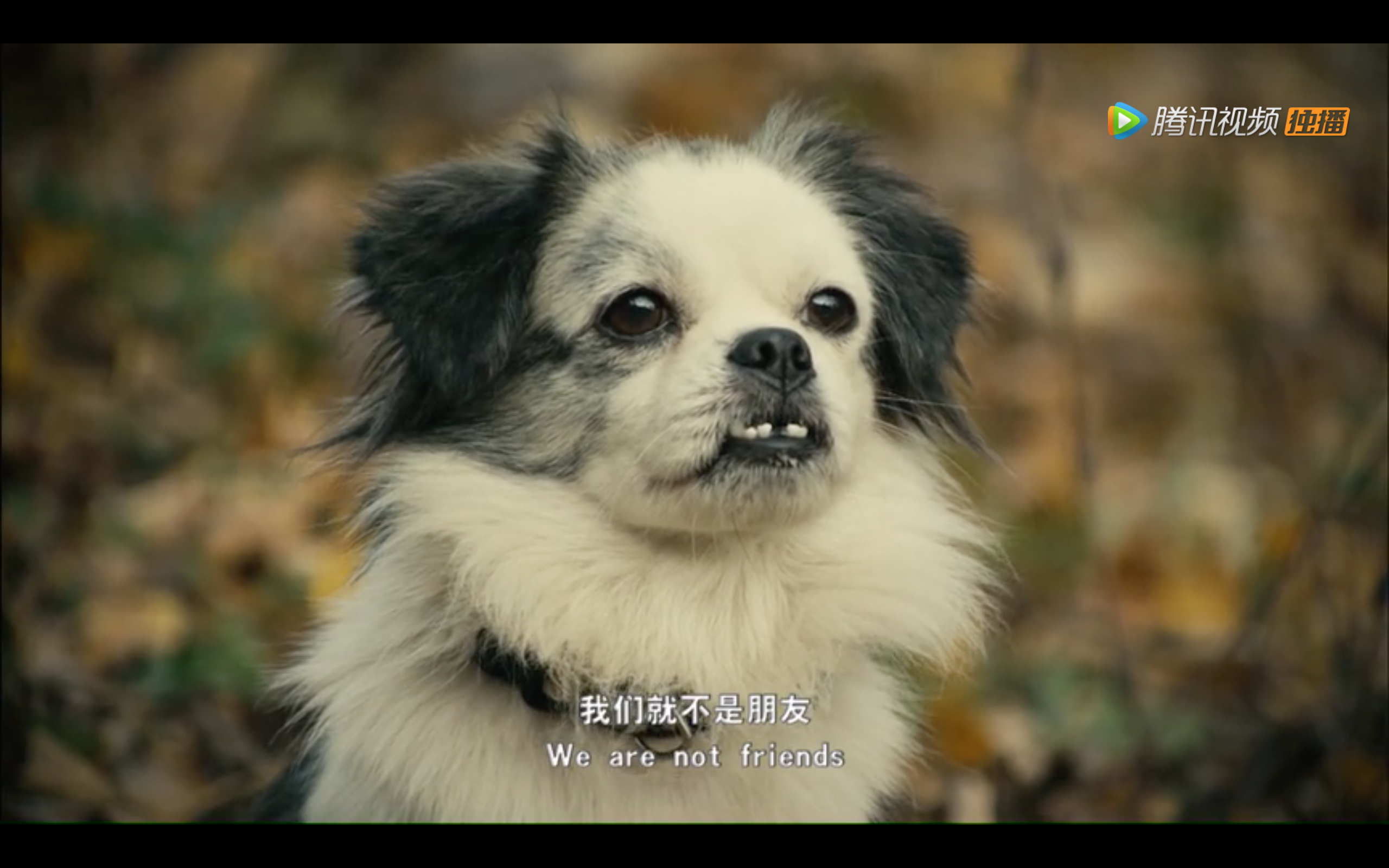 念书的孩子剧照的剧照