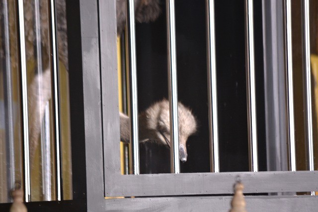 圈套剧场版4：最后的舞台剧照的剧照