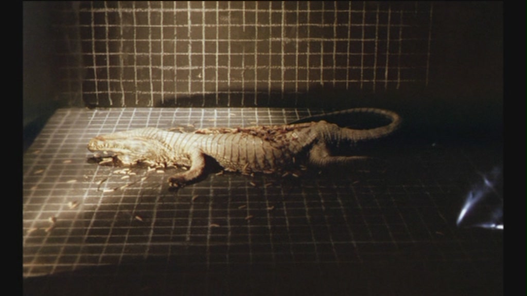 一个Z和两个O剧照的剧照