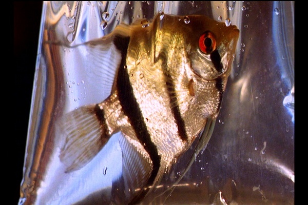 一个Z和两个O剧照的剧照