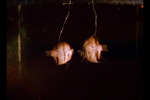 一个Z和两个O剧照的剧照