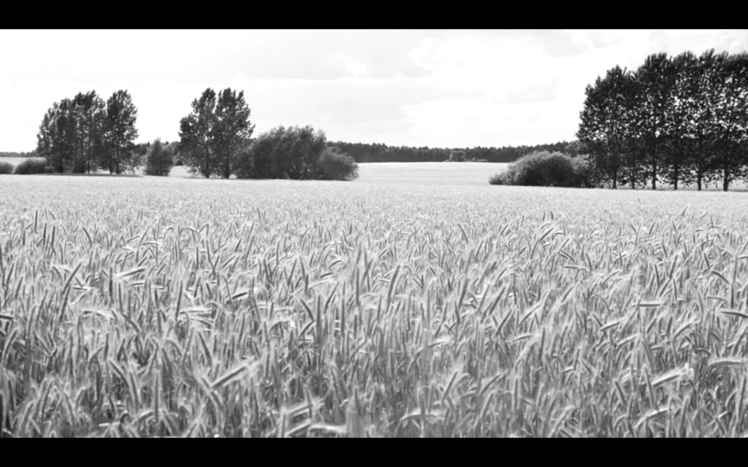 白丝带剧照的剧照