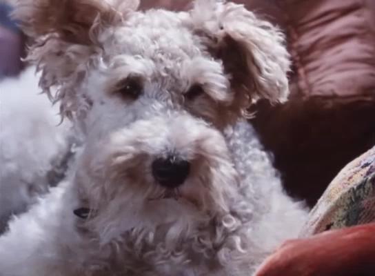 哑证人剧照的剧照