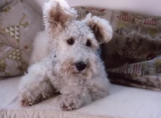 哑证人剧照的剧照