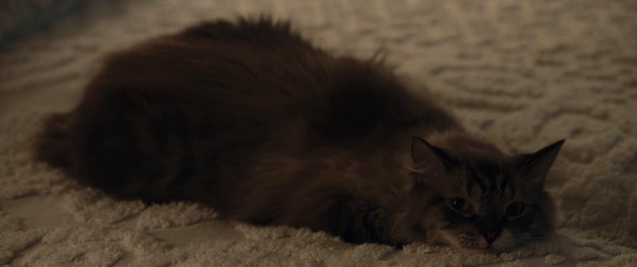 爱在记忆消逝前剧照的剧照