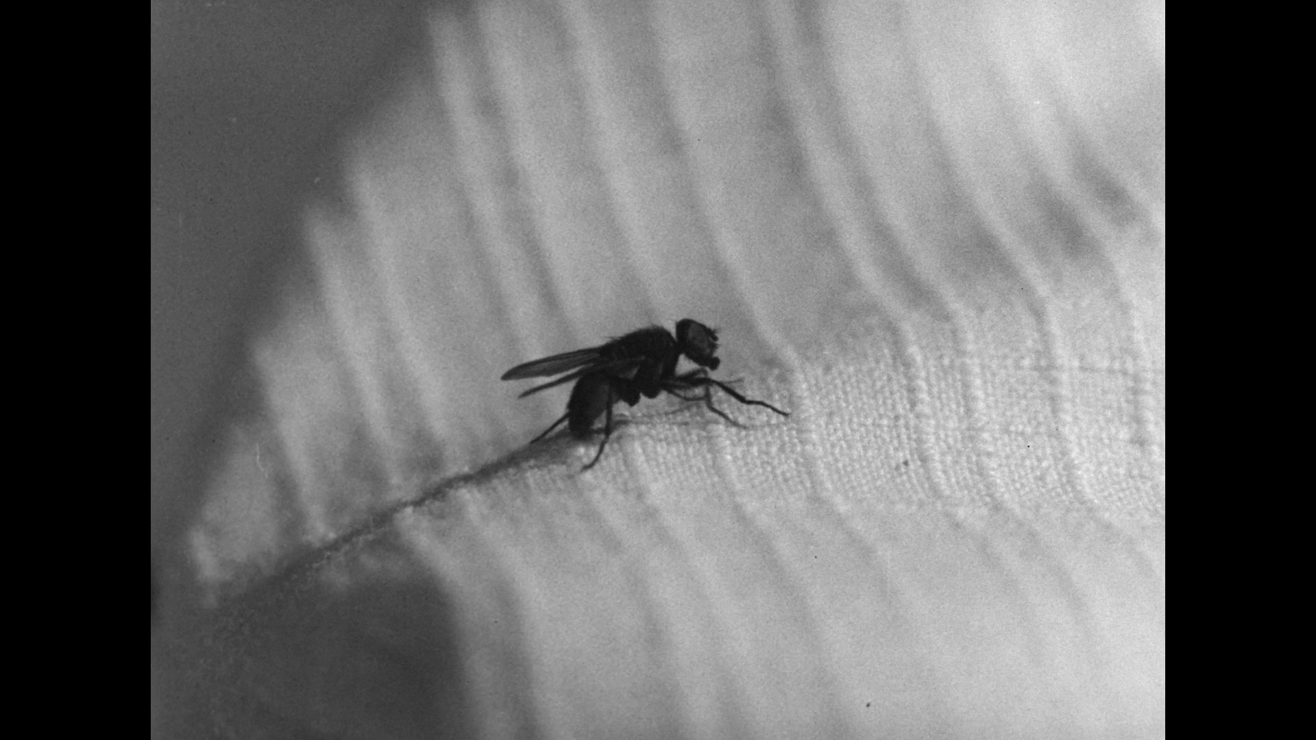 透明人与蝇男剧照的剧照