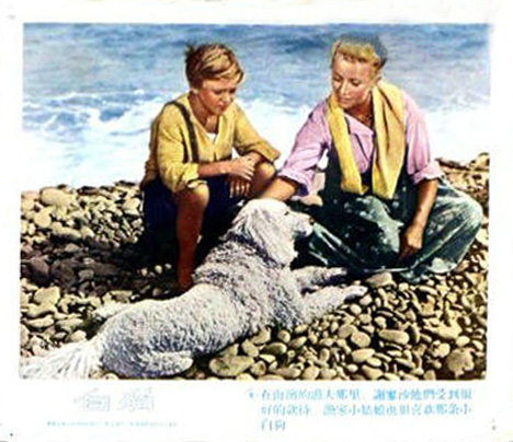 白色贵宾犬剧照的剧照