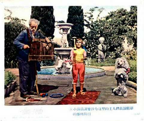 白色贵宾犬剧照的剧照