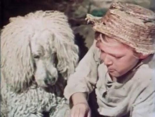 白色贵宾犬剧照的剧照