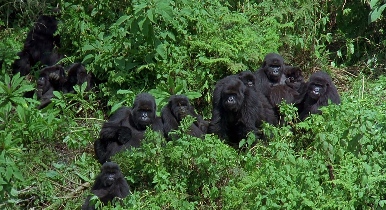 迷雾森林十八年剧照的剧照