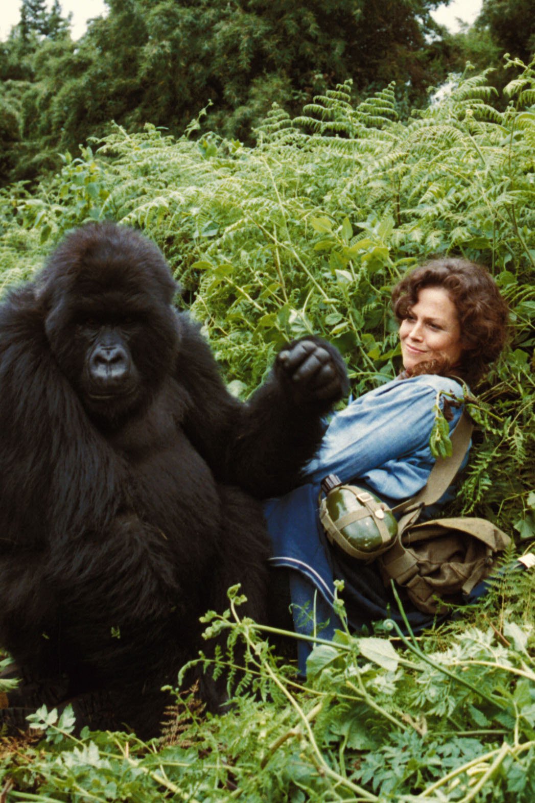 迷雾森林十八年剧照的剧照