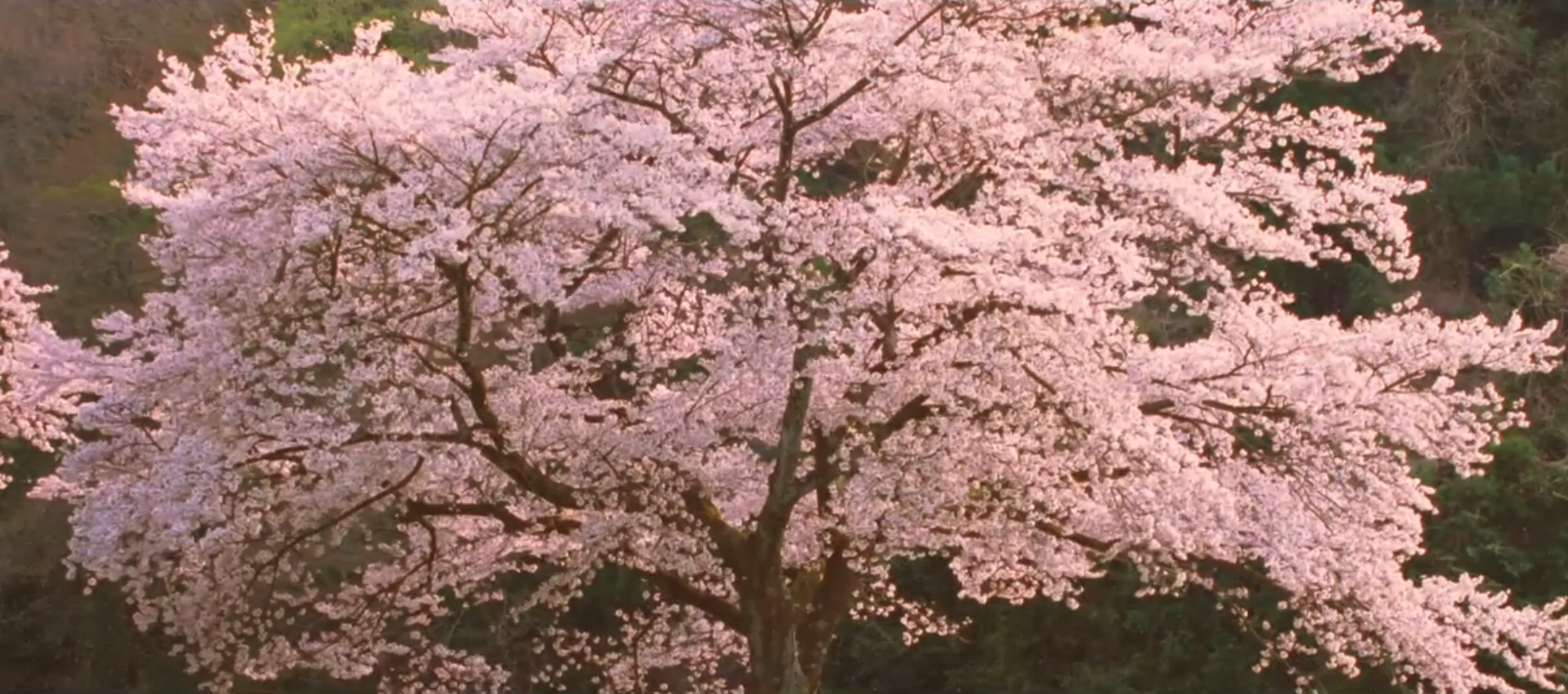 我想成为贝壳剧照的剧照