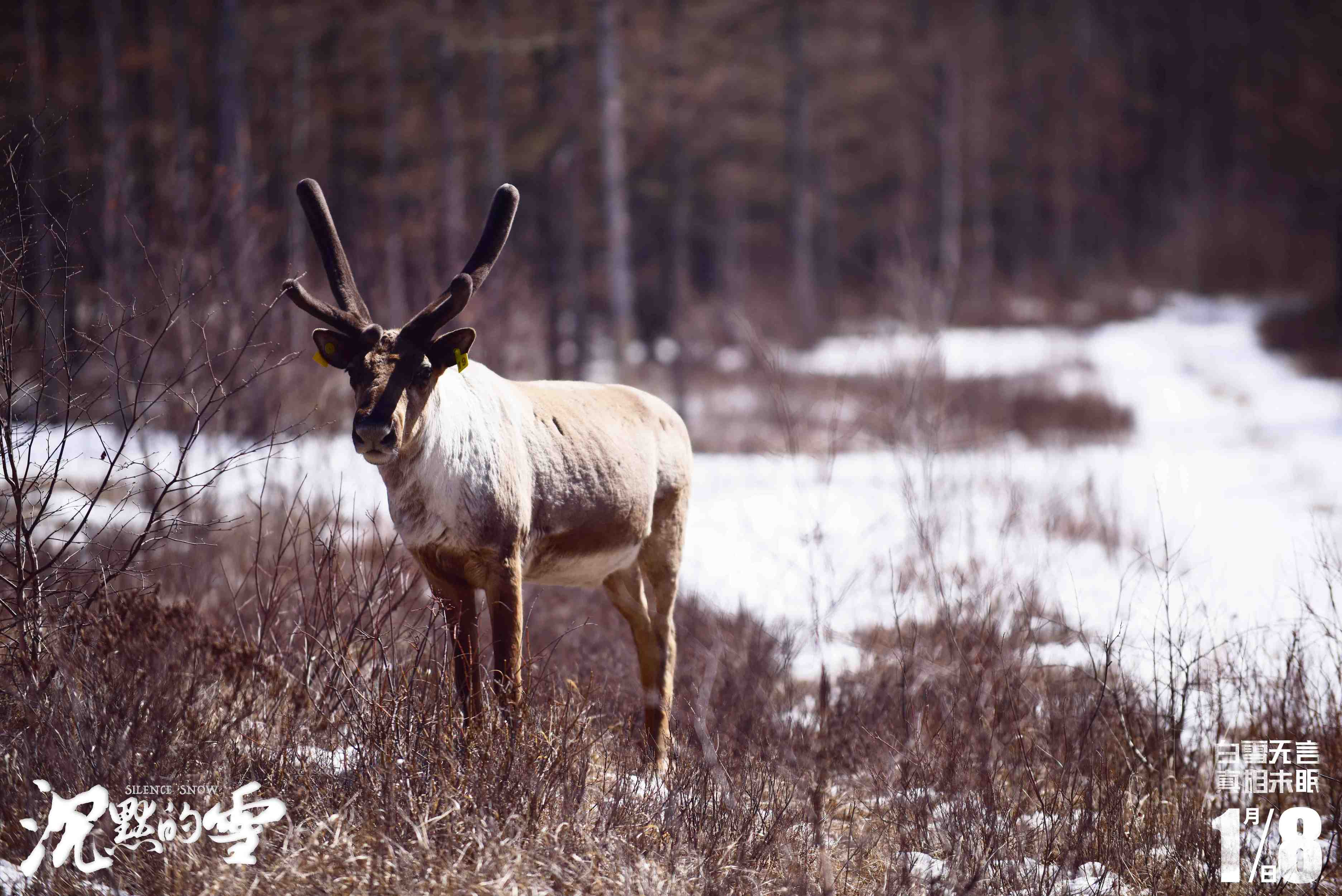 沉默的雪剧照的剧照