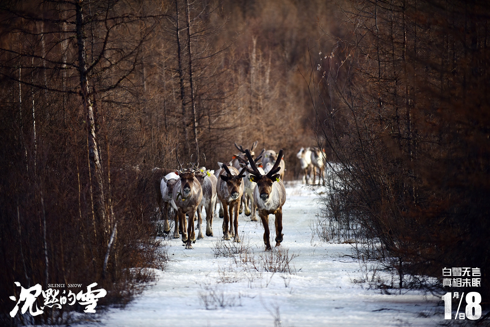 沉默的雪剧照的剧照