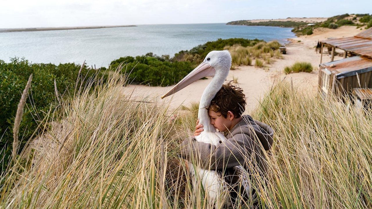 鹈鹕的故事剧照的剧照