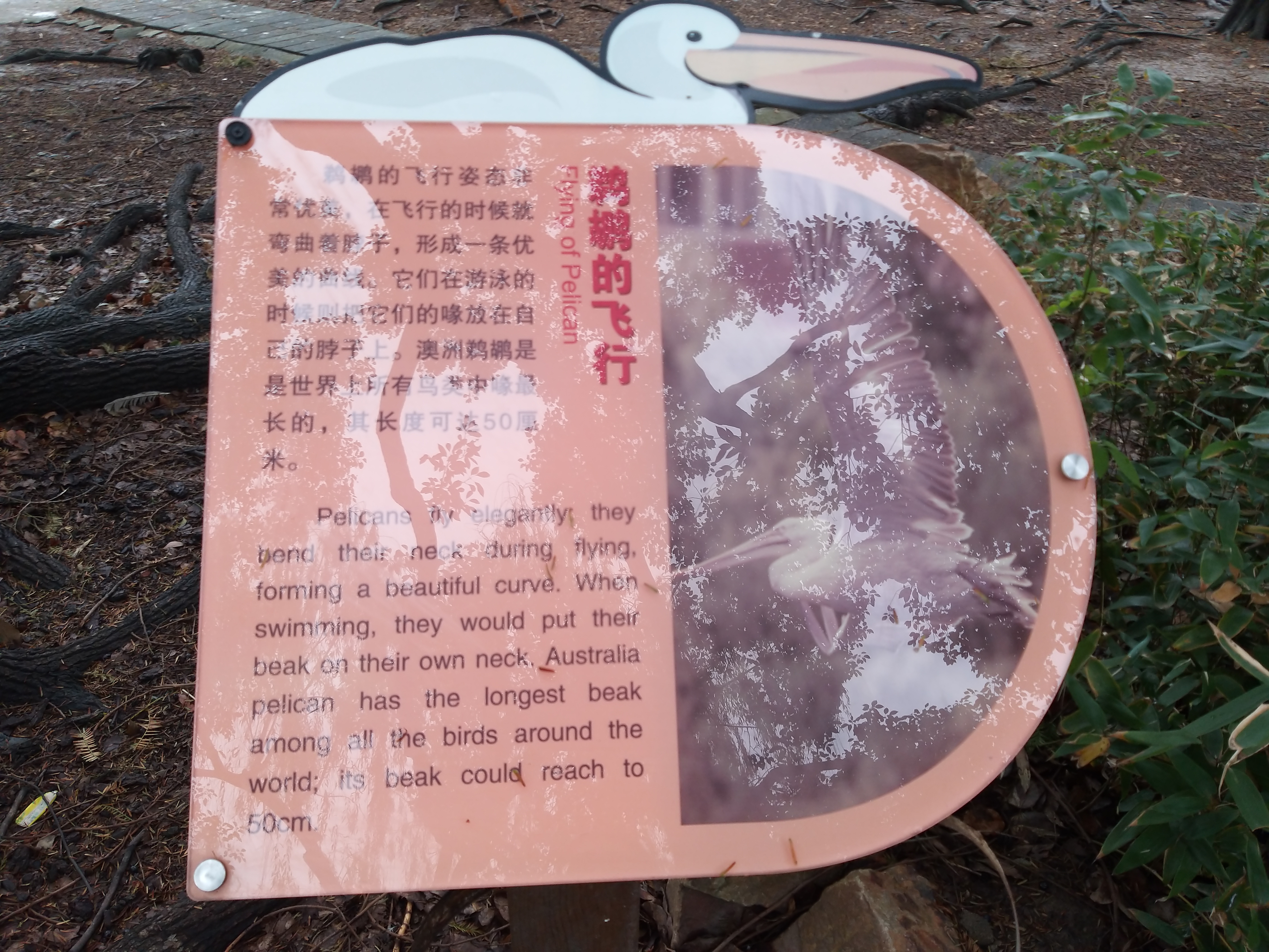 鹈鹕的故事剧照的剧照