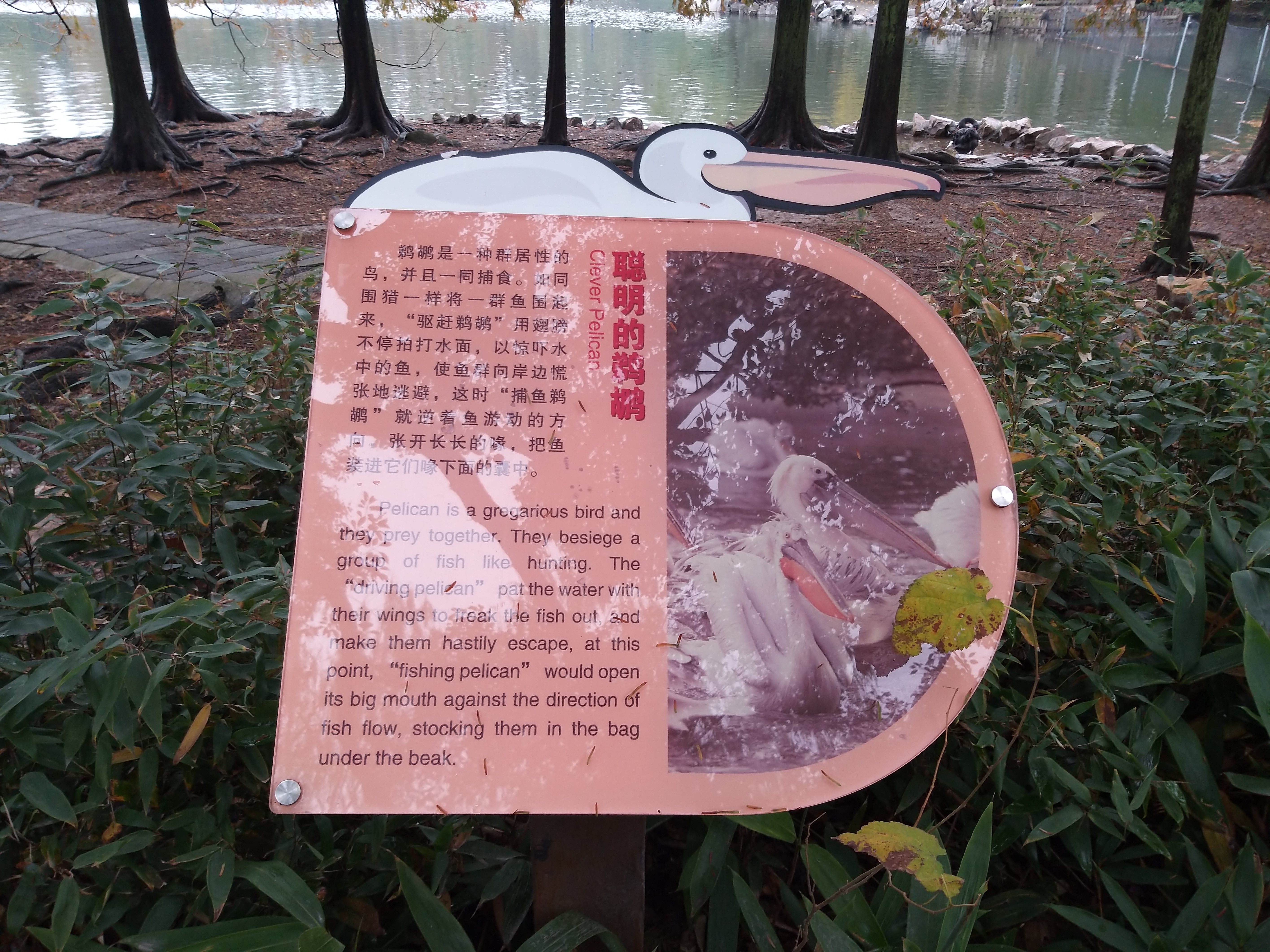 鹈鹕的故事剧照的剧照