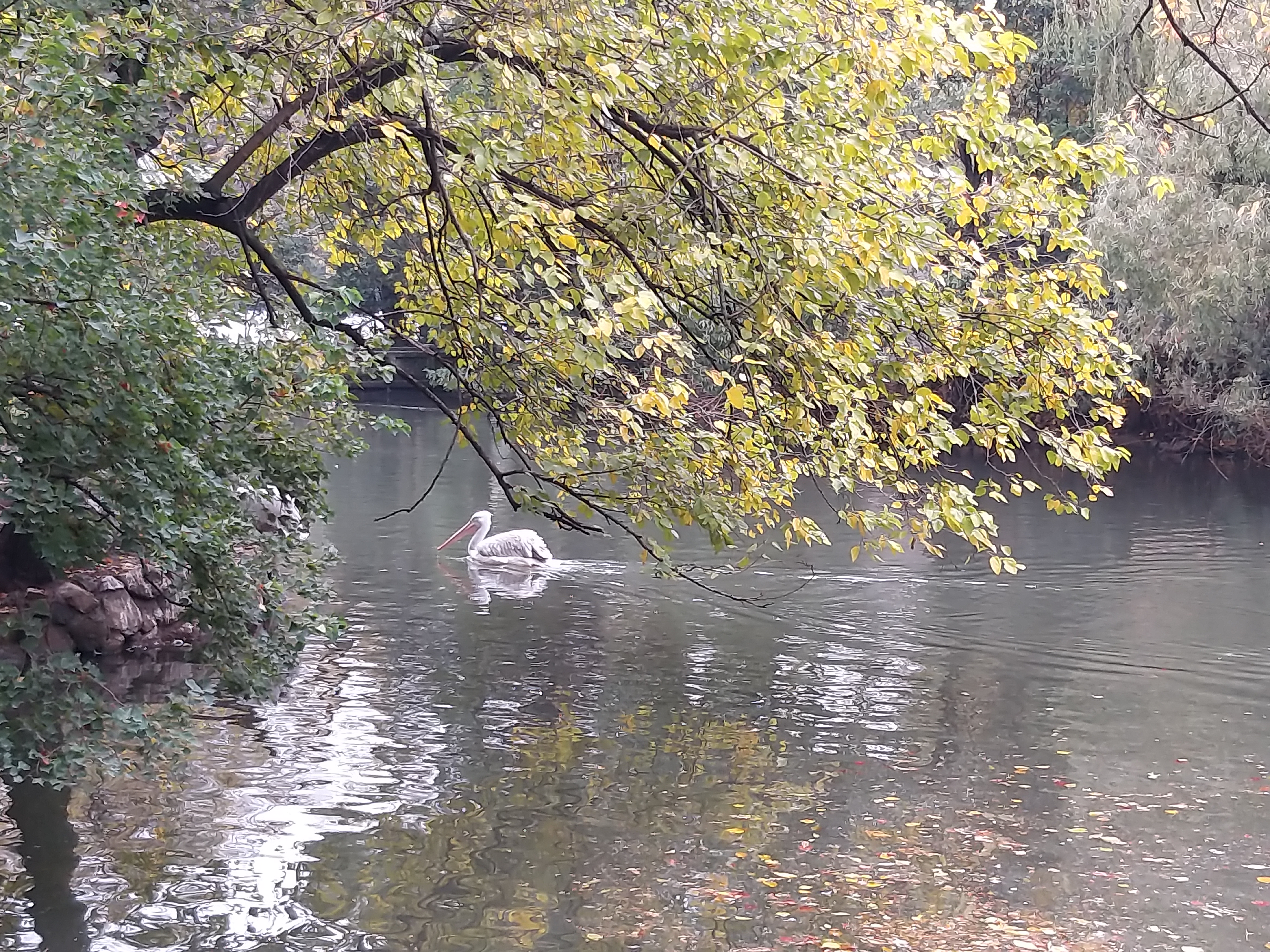 鹈鹕的故事剧照的剧照