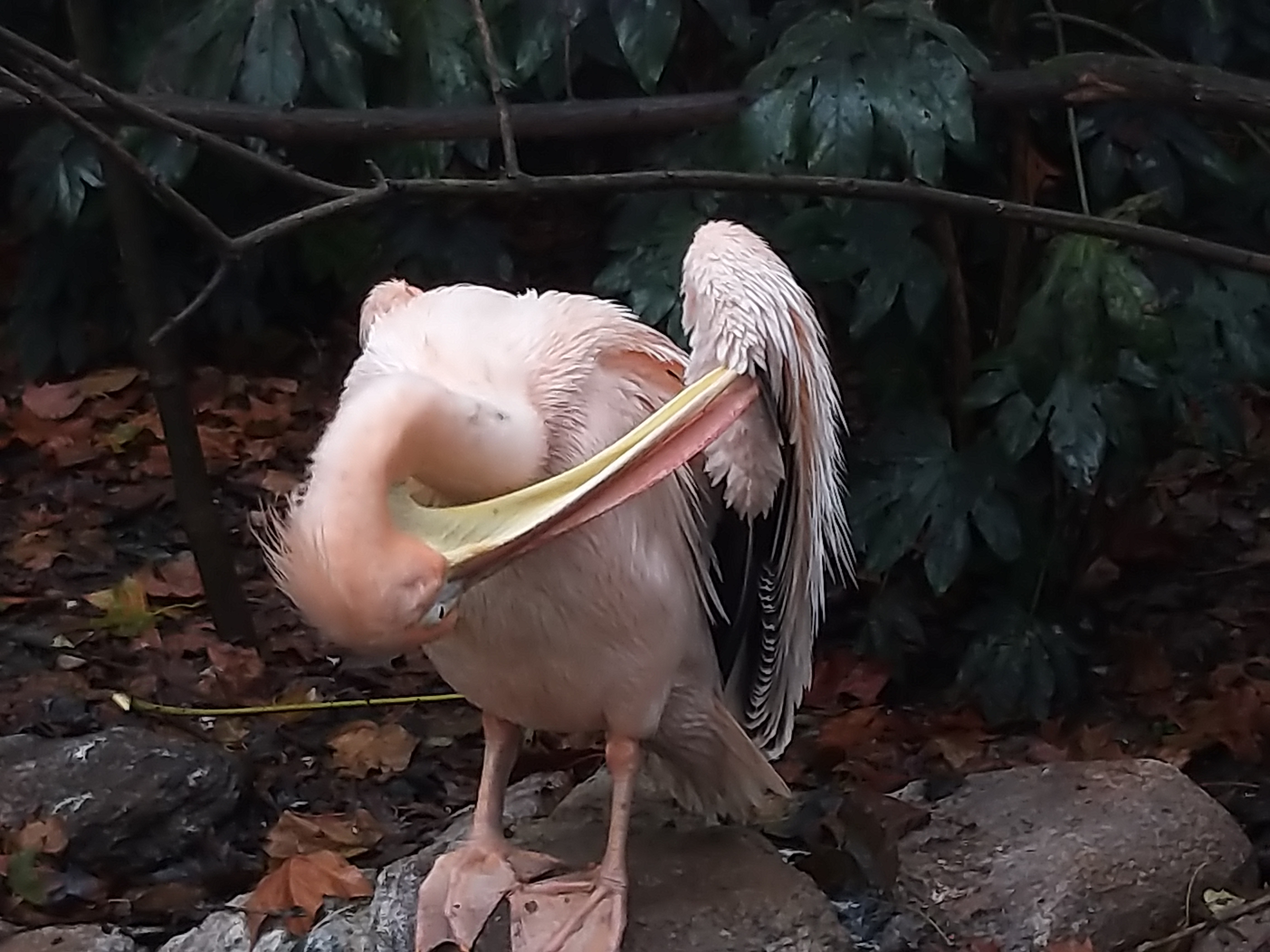 鹈鹕的故事剧照的剧照