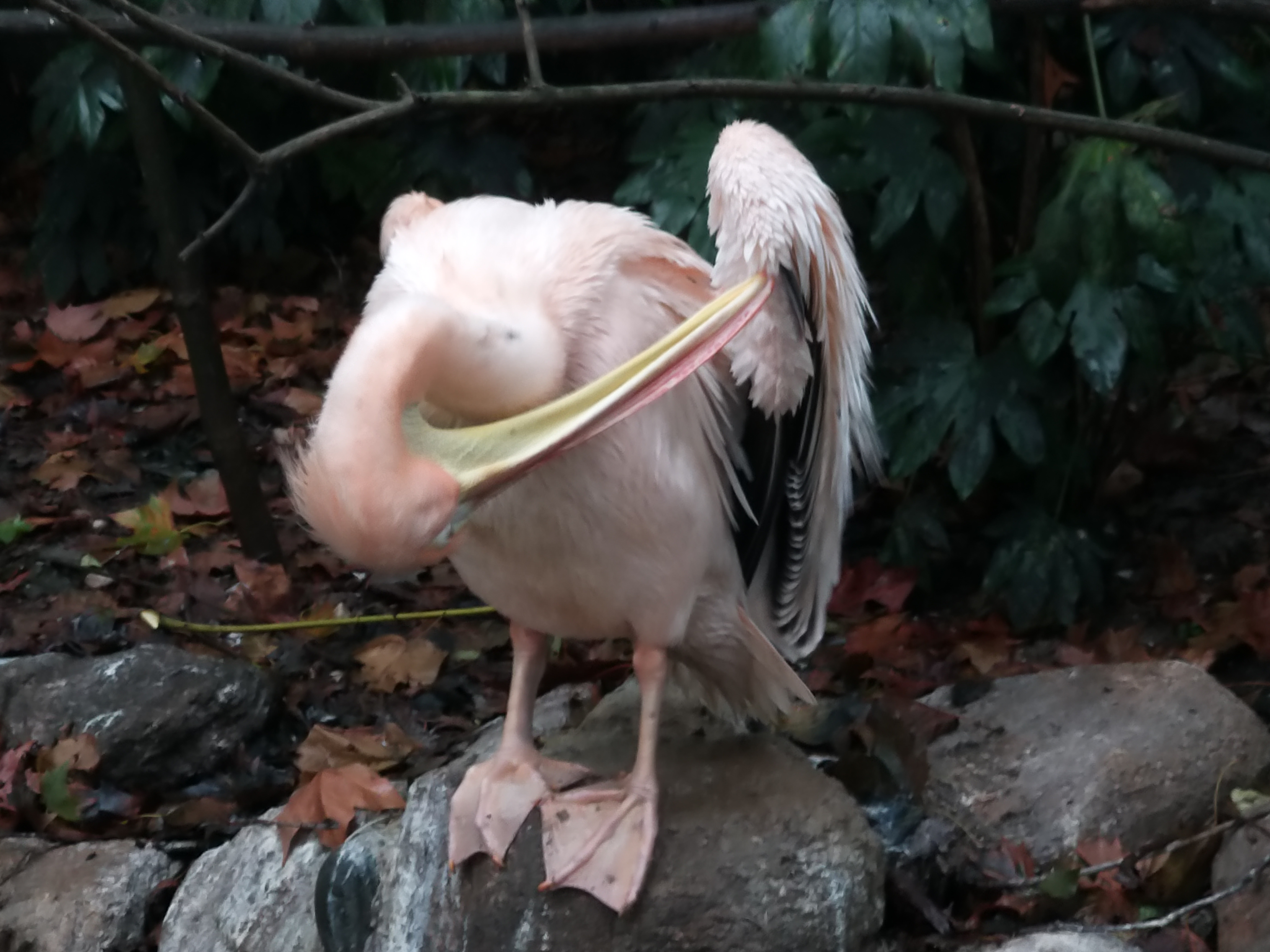 鹈鹕的故事剧照的剧照