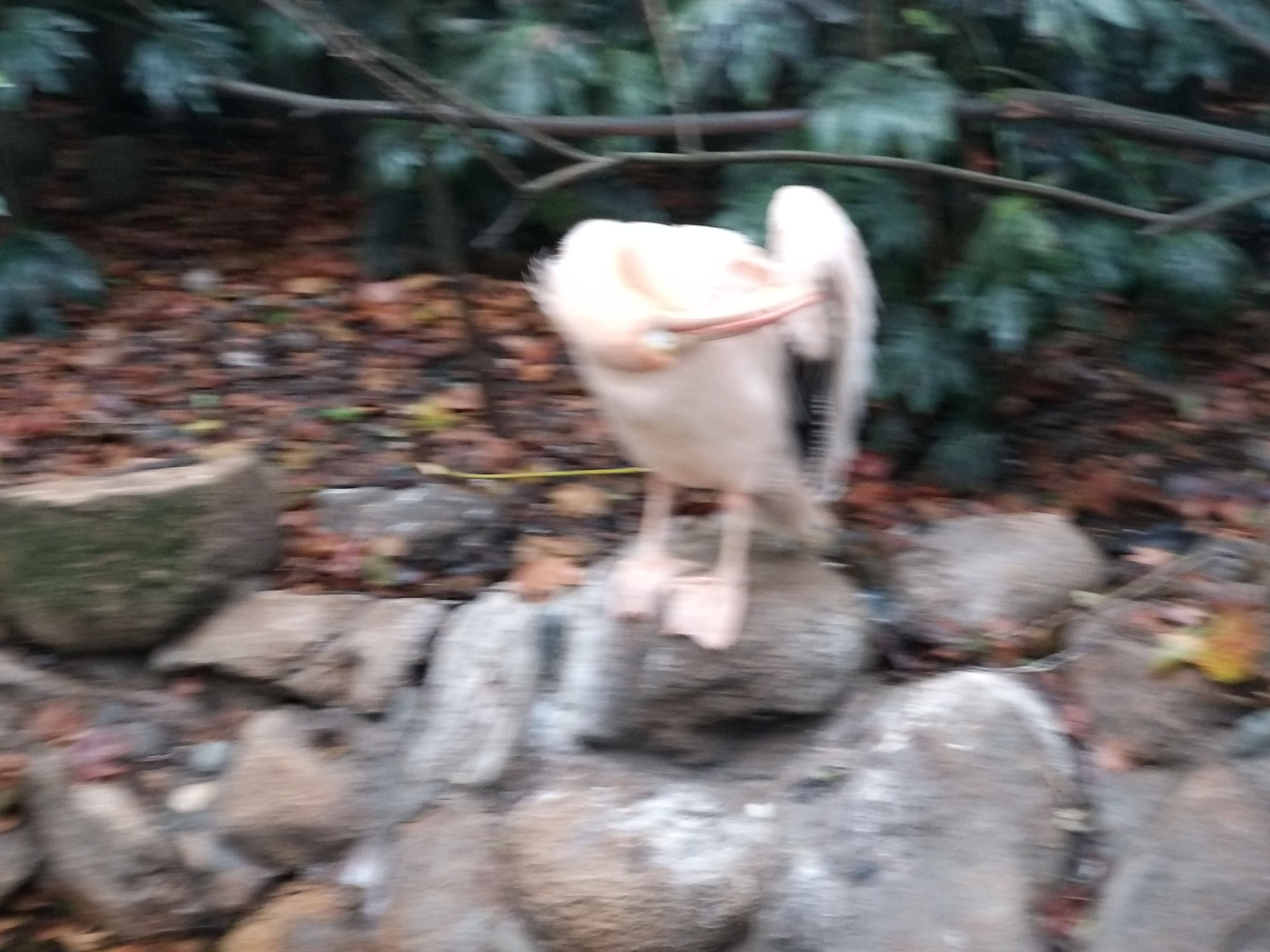 鹈鹕的故事剧照的剧照