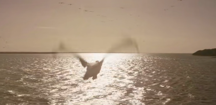 鹈鹕的故事剧照的剧照