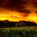 玉米田的小孩2剧照