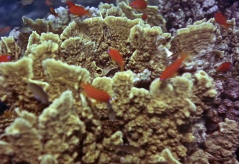 沉默的世界剧照的剧照