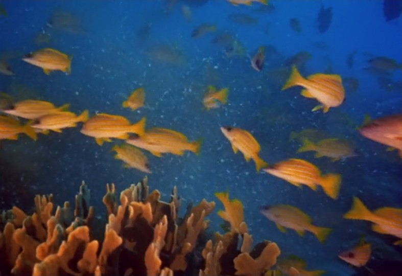 沉默的世界剧照的剧照