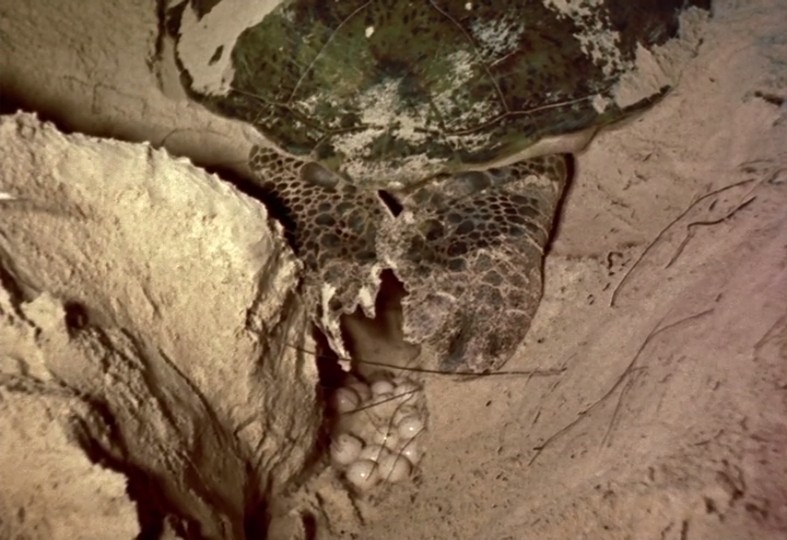 沉默的世界剧照的剧照