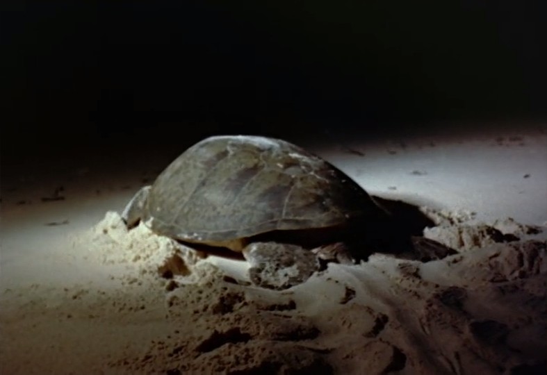 沉默的世界剧照的剧照