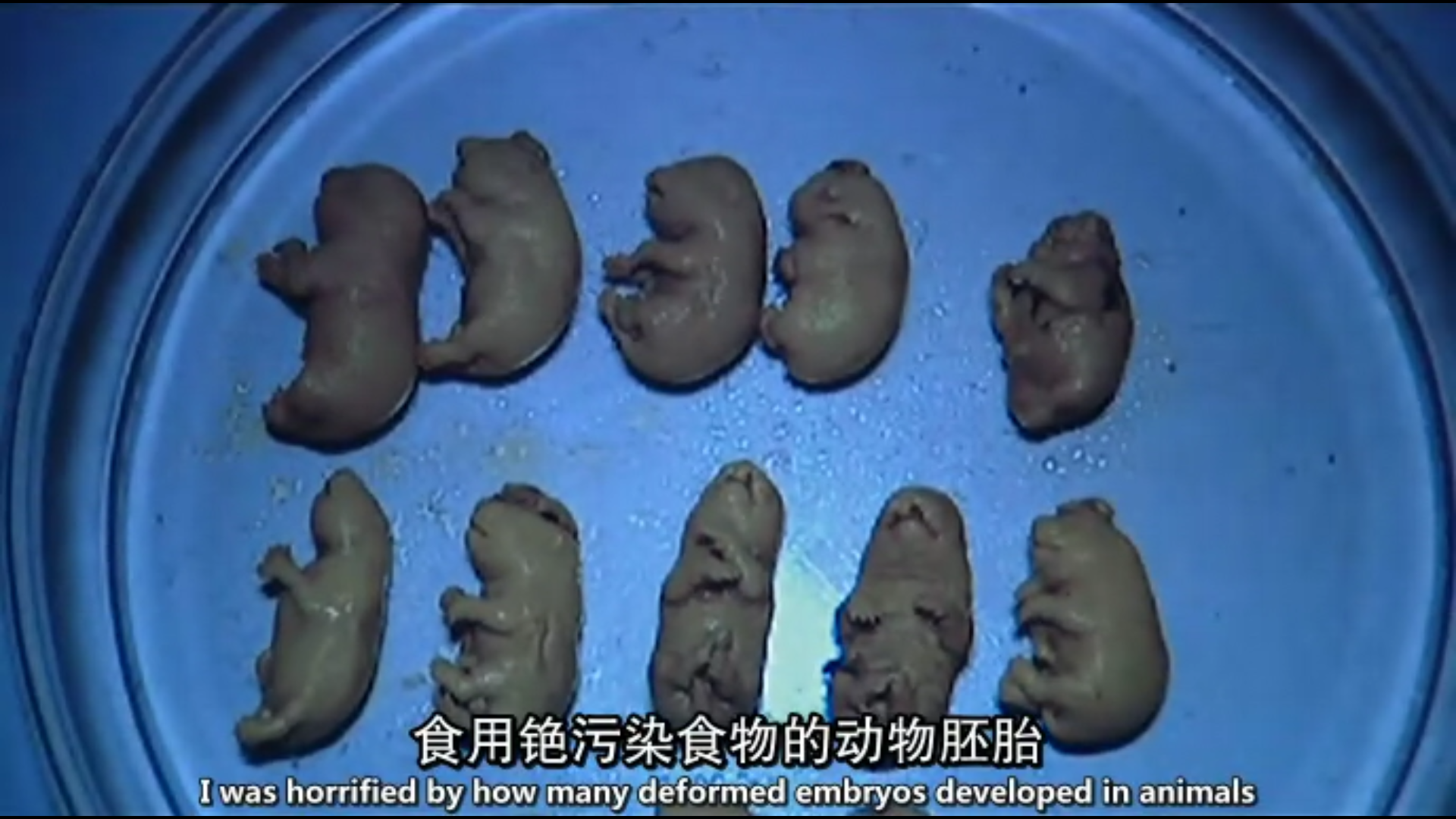 抢救切尔诺贝利剧照的剧照