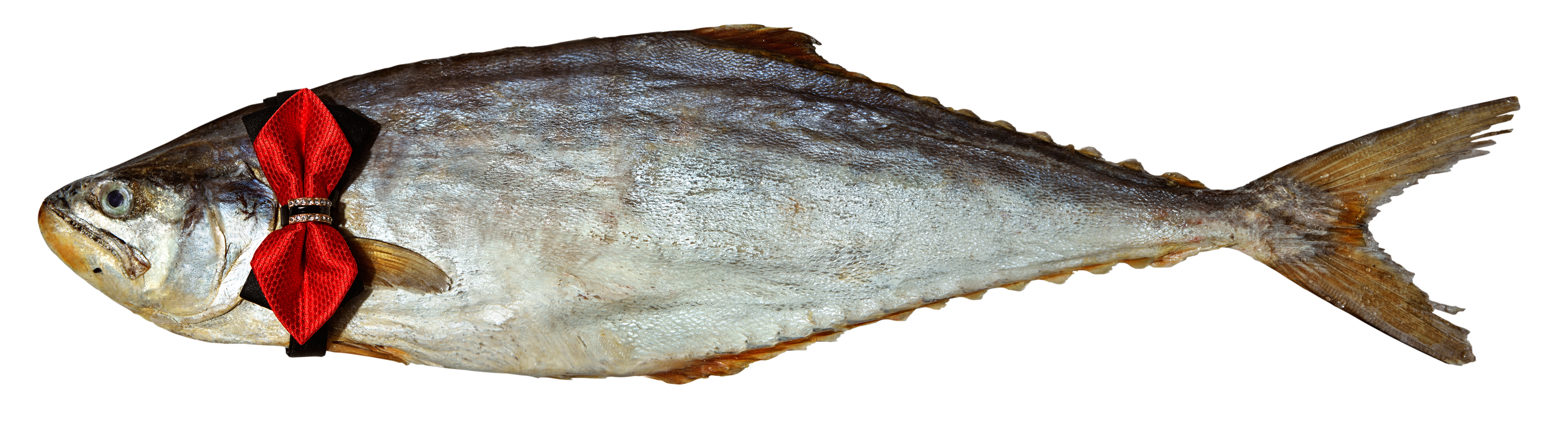 咸鱼传奇剧照的剧照