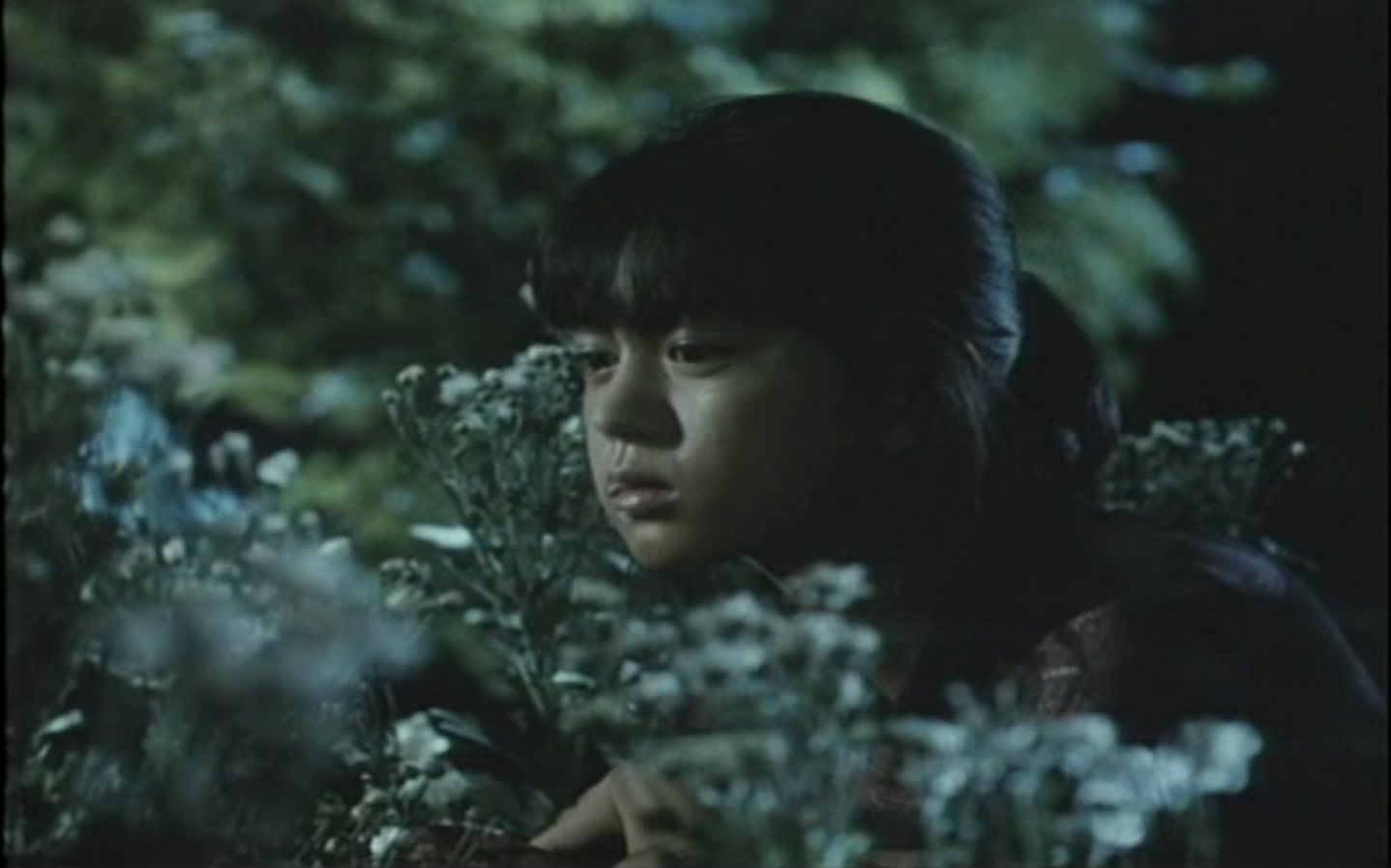 原野、山峰、海滩剧照的剧照