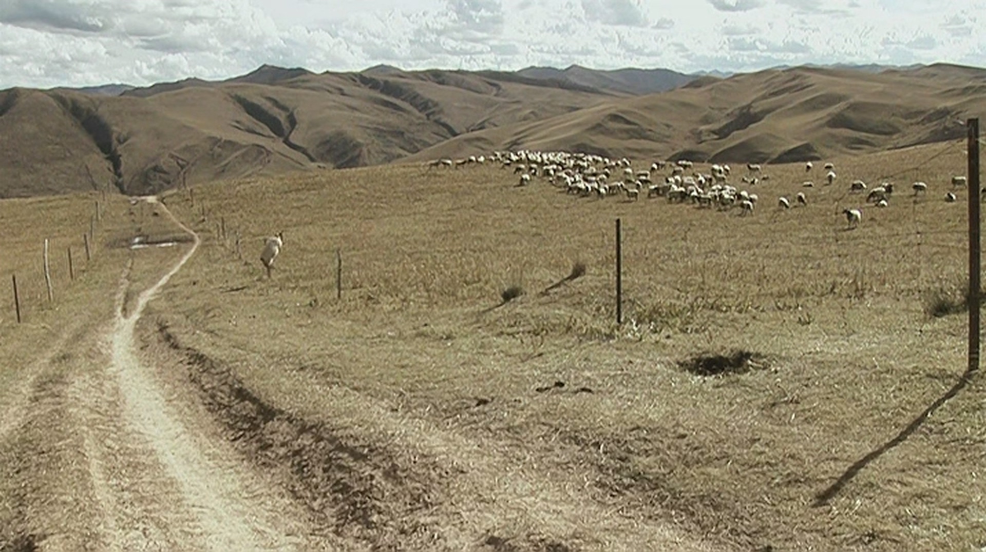 老狗剧照的剧照