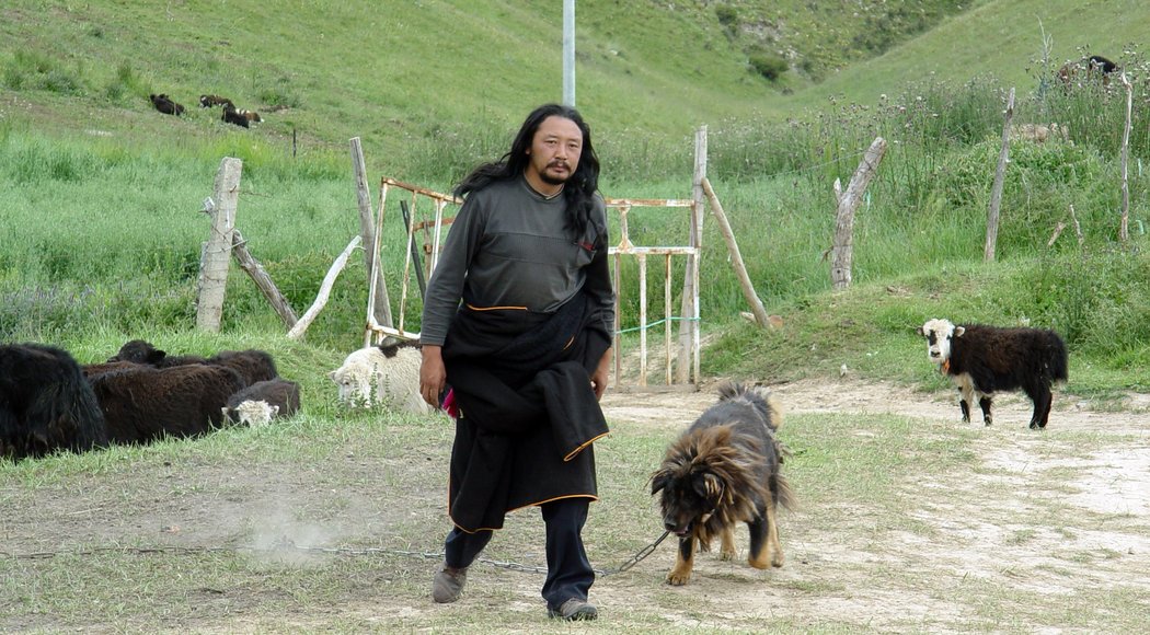 老狗剧照的剧照