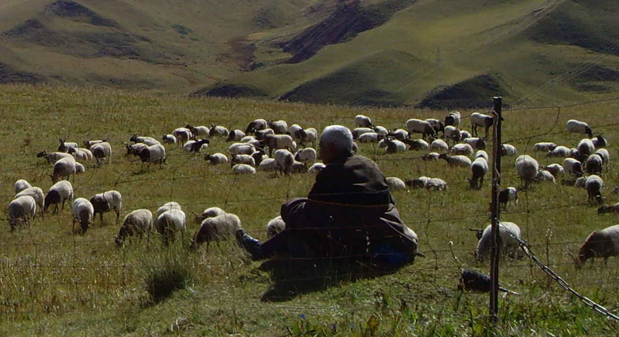 老狗剧照的剧照