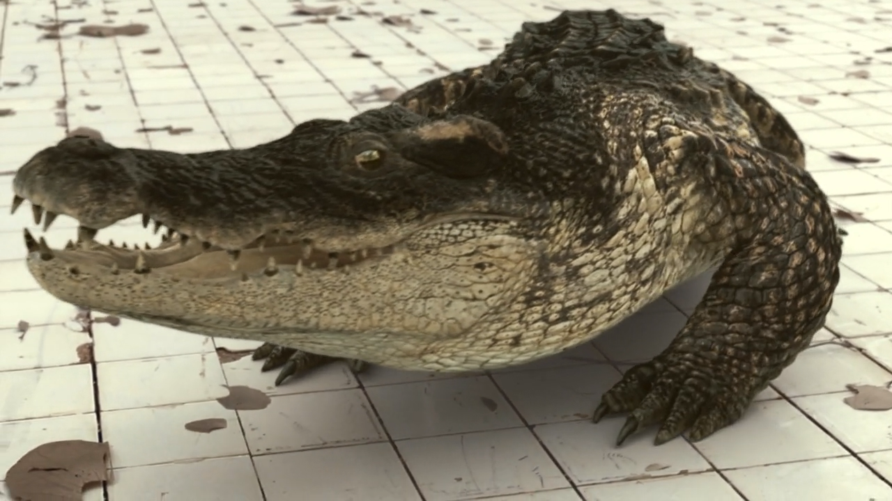 鳄口逃生剧照的剧照