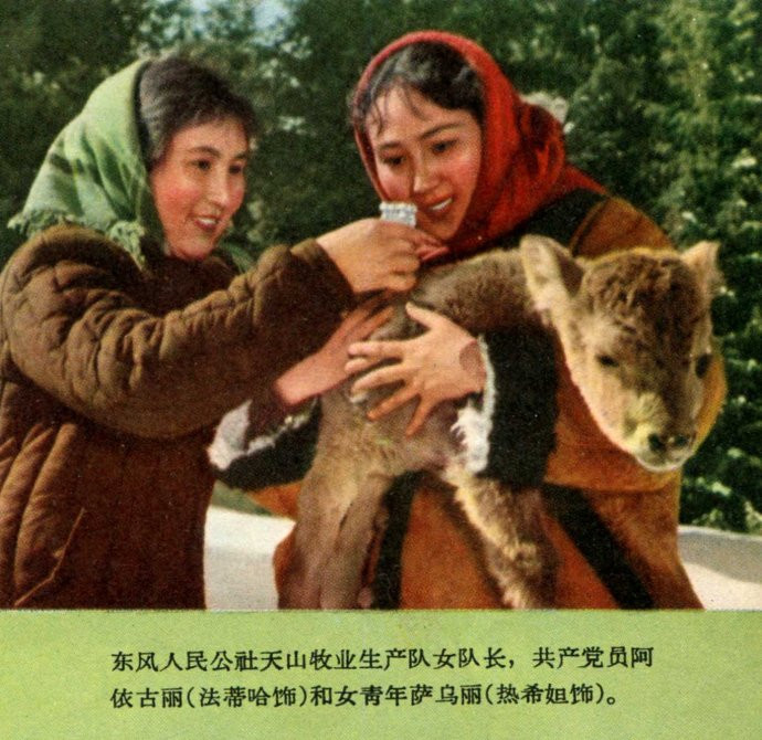 天山的红花剧照的剧照