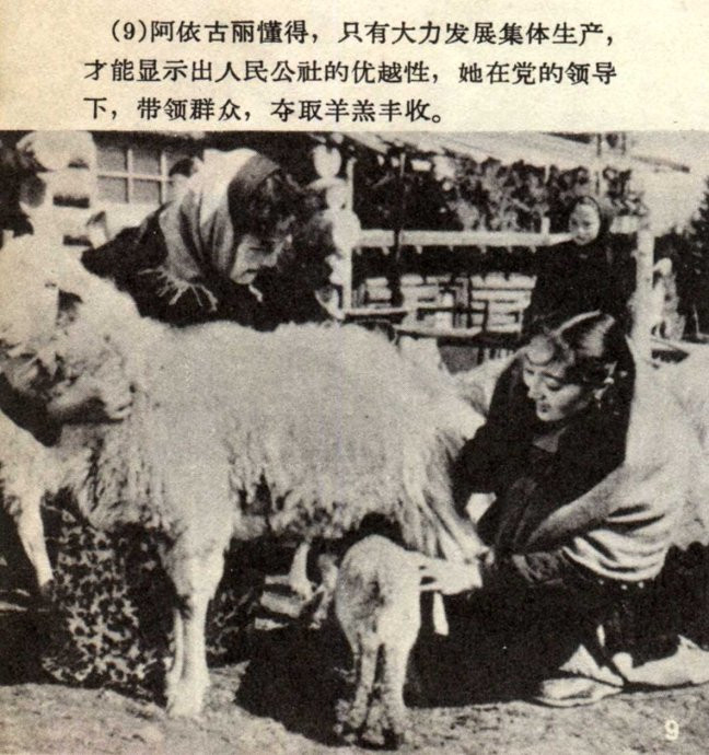 天山的红花剧照的剧照