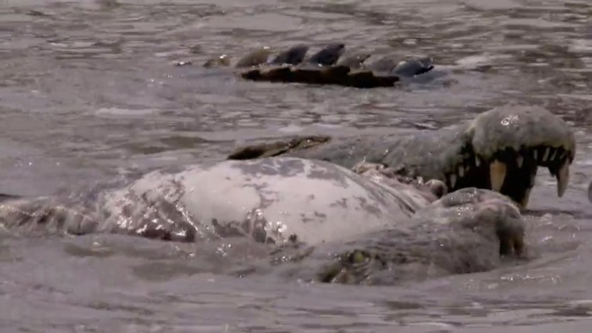 鳄鱼盛宴剧照的剧照