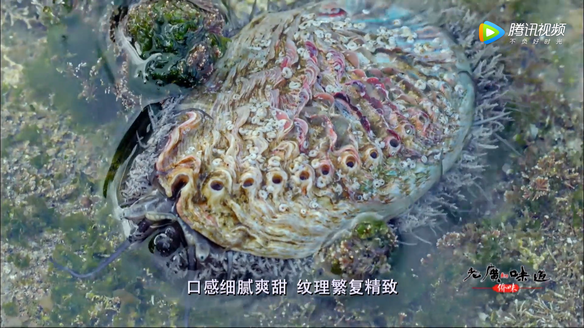 老广的味道 第四季剧照的剧照